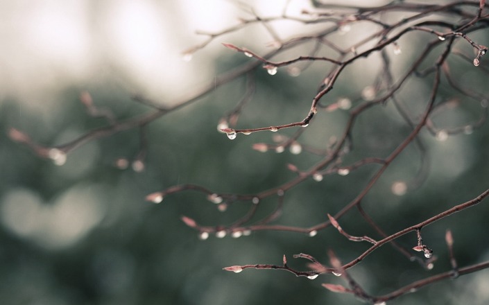 raindrops on branches